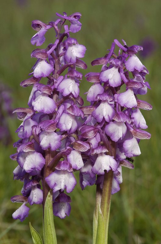 Anacamptis morio. Very nice clone. Close-up.