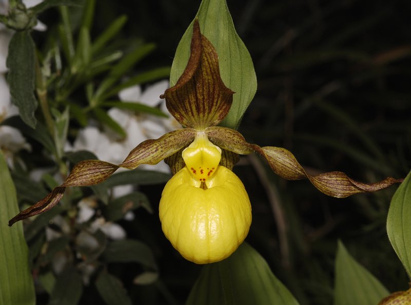 Cypripedium parviflorum var. pubescens. Close-up.