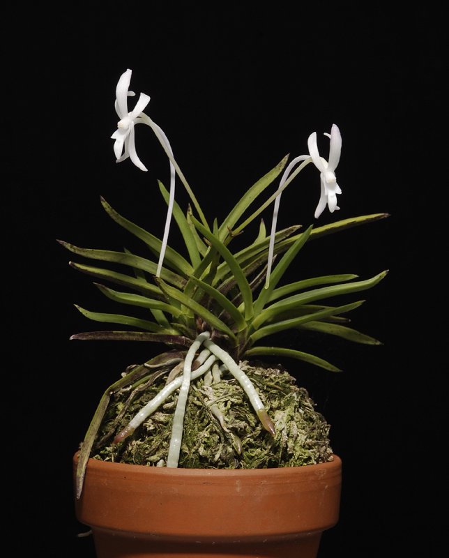 Neofinetia falcata Awahari Beni.