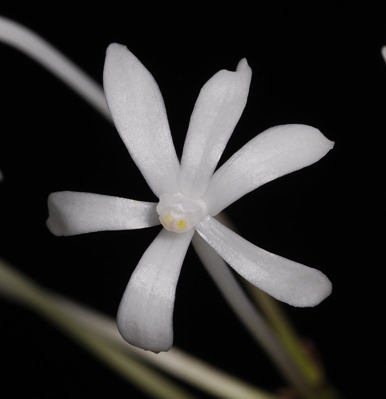 Neofinetia falcata Kinboshi. Close-up.