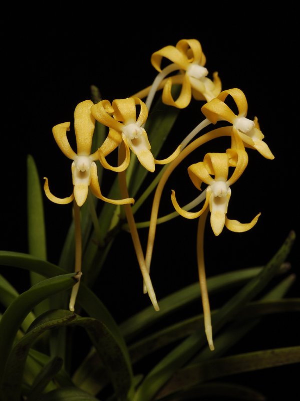 Neofinetia falcata. Kibana fuuran. Closer.