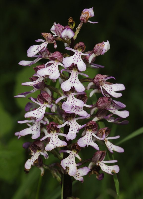 Orchis purpurea. Closer.