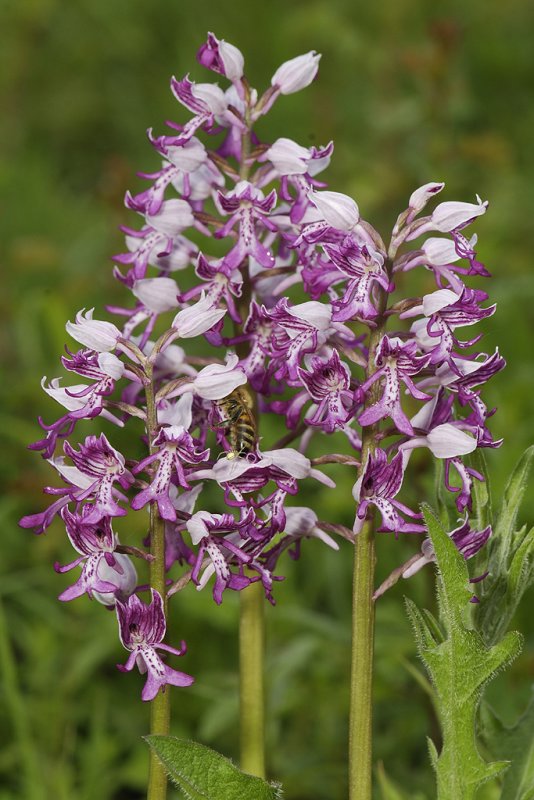 Orchis militaris with bee.