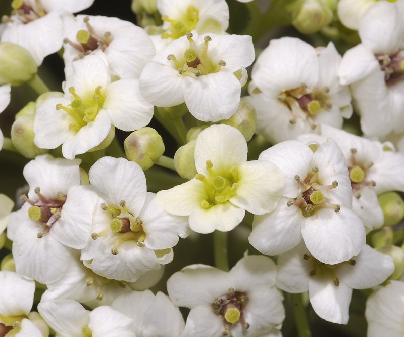 Crambe maritima. Close-up.