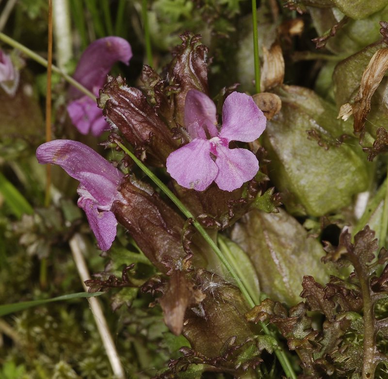 Pedicularis sylvatica. Close-up.