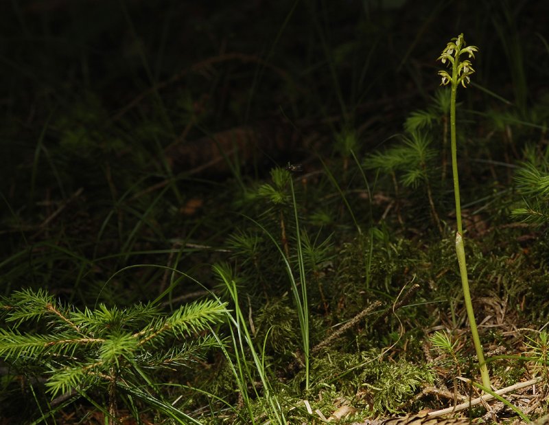 Corallorhiza trifida. In habitat.
