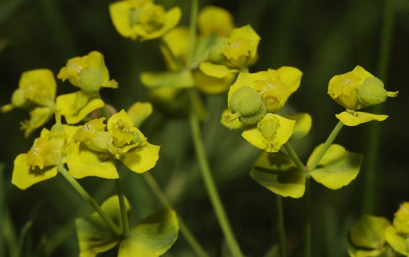 Euphorbia cyparissias. Close-up.