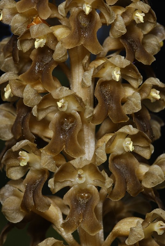 Neottia nidus-avis. Close-up.