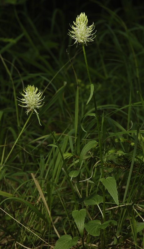 Phyteuma  spicatum subsp. spicatum.