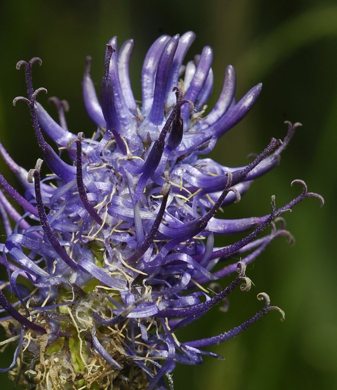 Phyteuma  spicatum subsp. nigrum. Close-up.