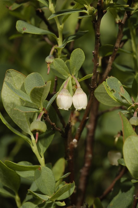 Vaccinium uliginosum. Closer.