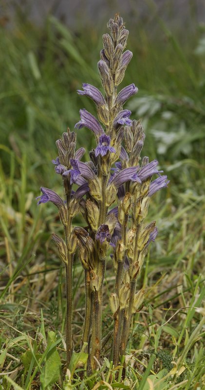 Orobanche purpurea. Different angle.