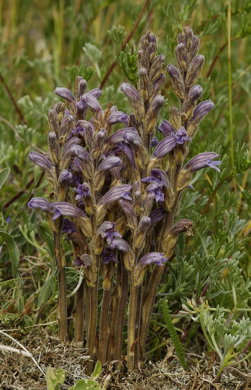 Orobanche purpurea.