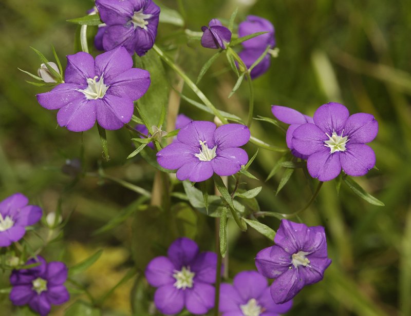 Legousia speculum-veneris.