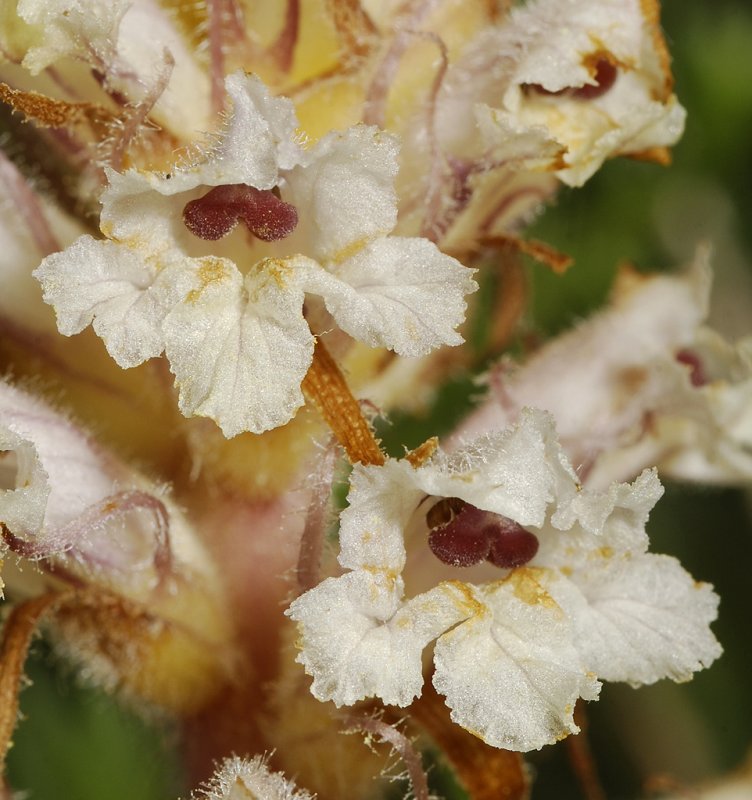 Orobanche picridis. Close-up.