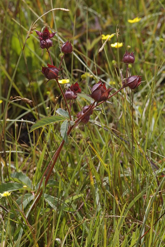 Comarum palustre. Closer.