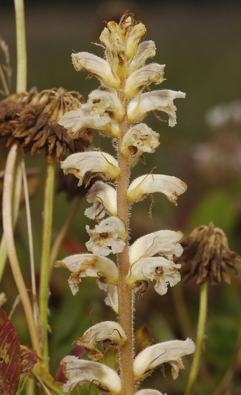 Orobanche minor. Closer.