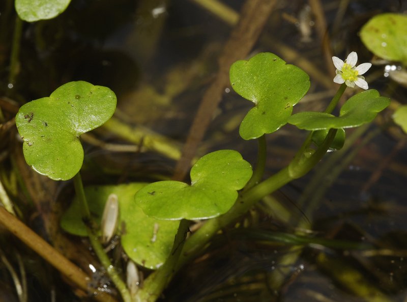 Ranunculus hederaceus.