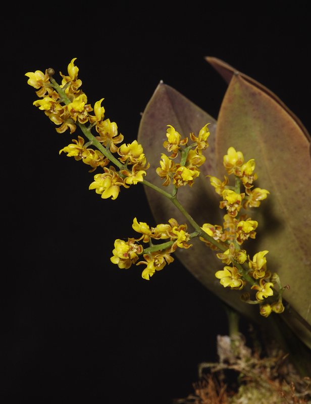 Oncidium pumilum.