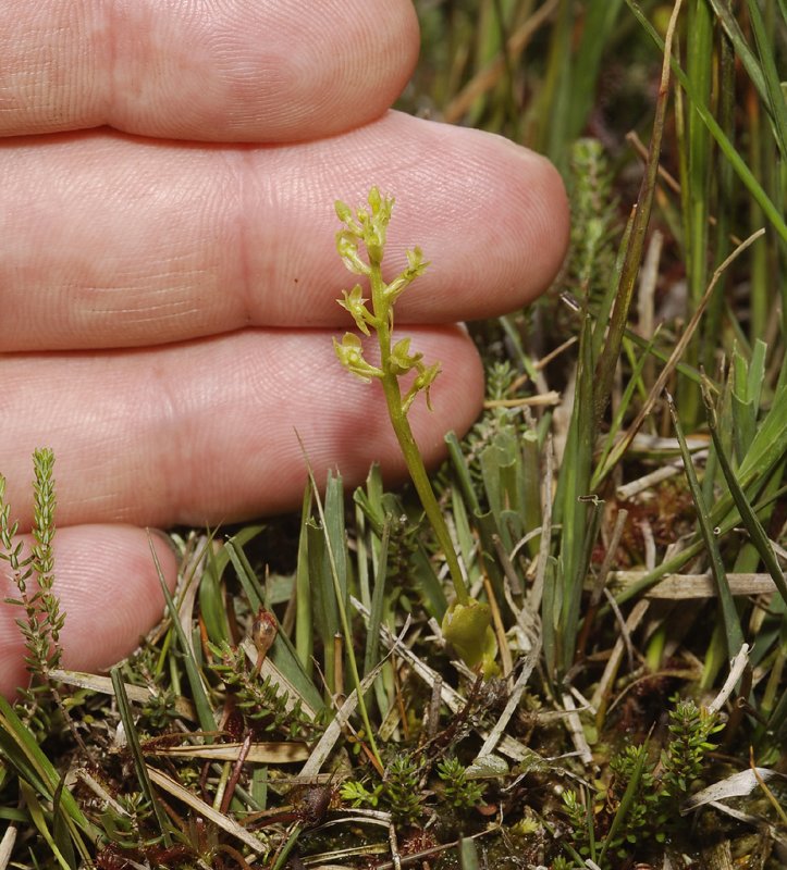 Hammarbya paludosa. With fingers.