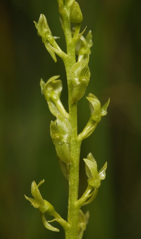 Hammarbya paludosa. Close-up.