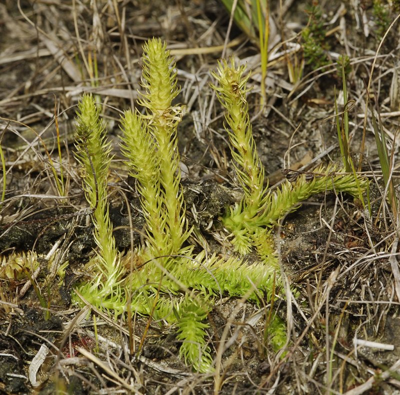 Lycopodiella inundata.