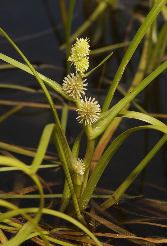 Sparganium angustifolium. Closer.