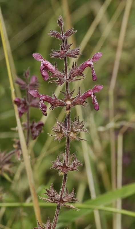 Stachys sylvatica. Closer.