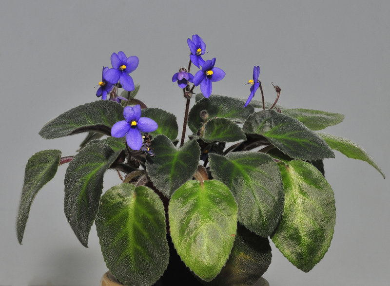 Saintpaulia tongwensis.