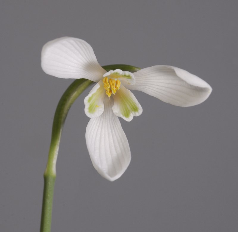 Galanthus reginae-olgae. Close-up from below.