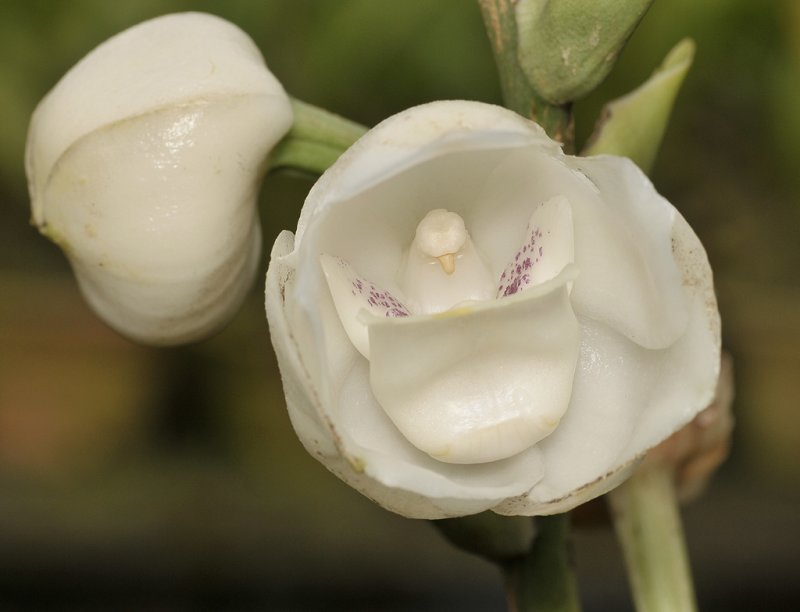Peristeria elata.