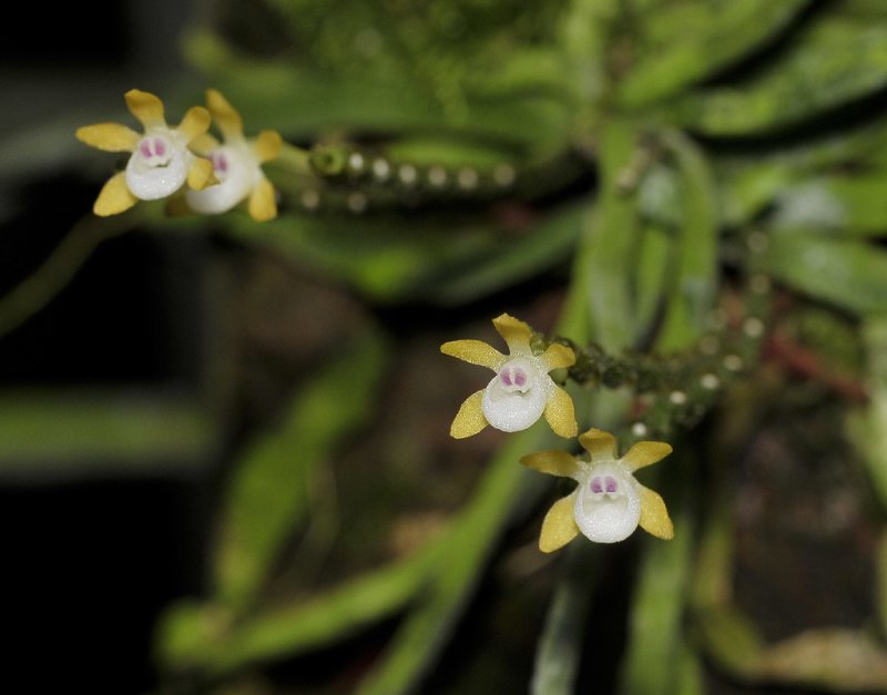 Taeniophyllum obtusum. Closer.