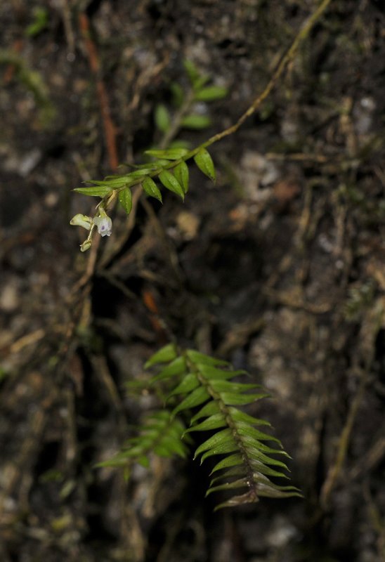 Podochilus spec. Closer-up.