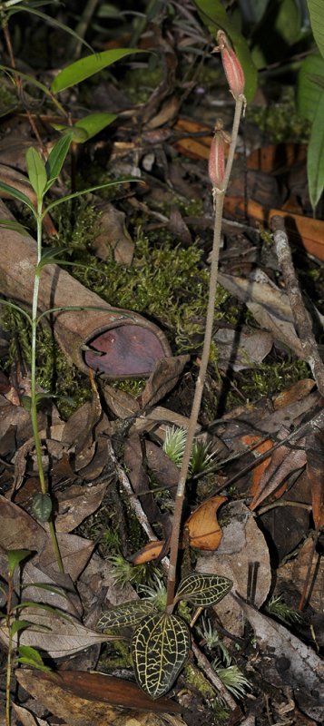 Anoectochilus spec. in fruit.