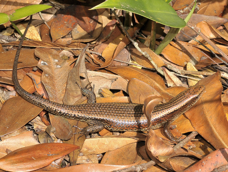 Mabuya multifasciata (Skink).