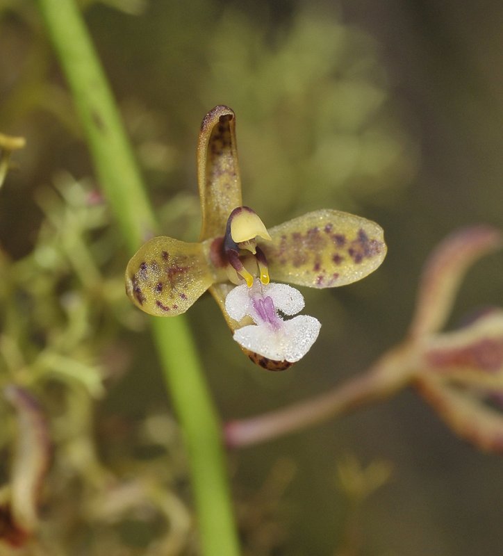 Acriopsis ridleyi. Close-up.