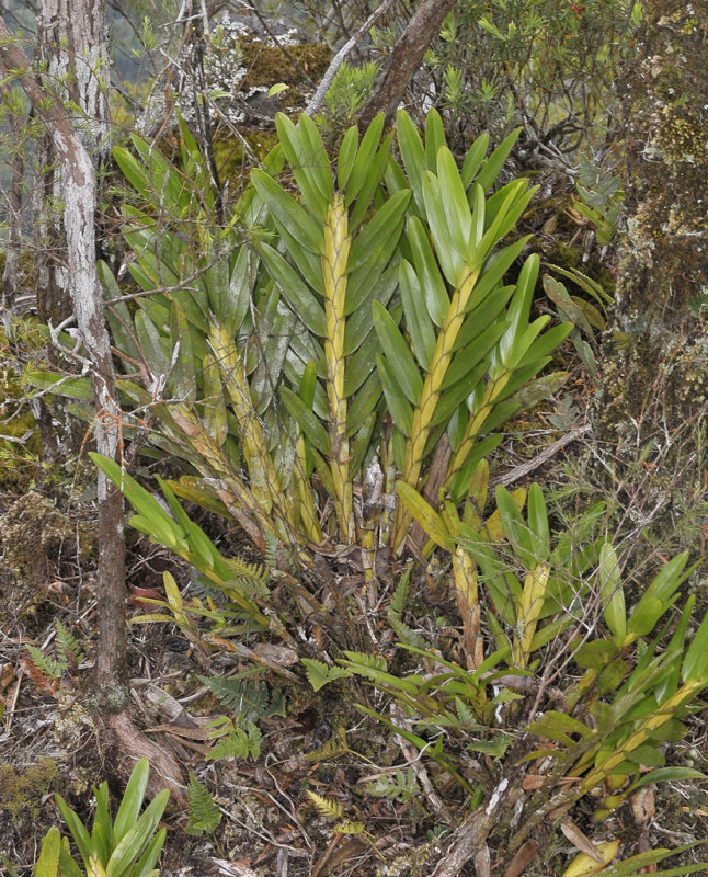 Agrostophyllum spec.