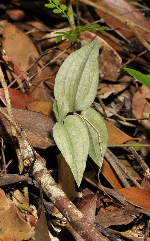 Liparis or Crepidium spec.