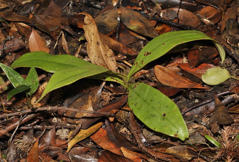 Nepenthes ampullaria. New growth.