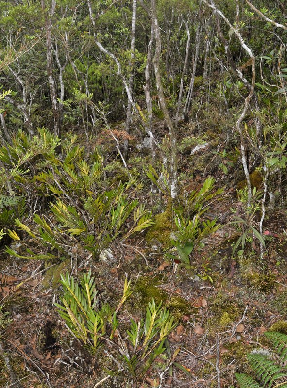 Ridgetop vegetation.
