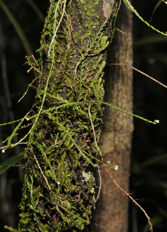 Podochilus spec. 2.