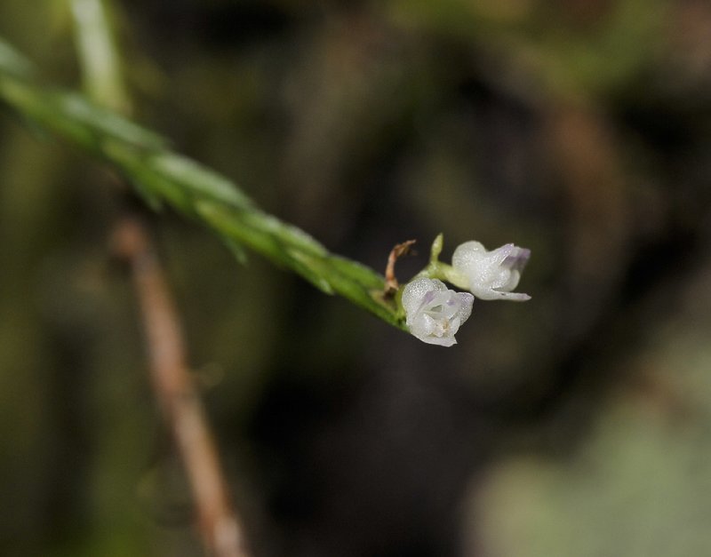 Podochilus spec. 2. Close-up.