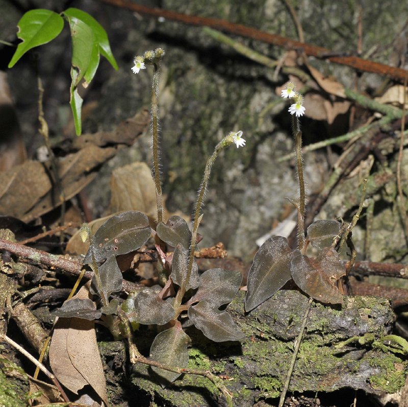 Cheirostylis goldschmidtiana.