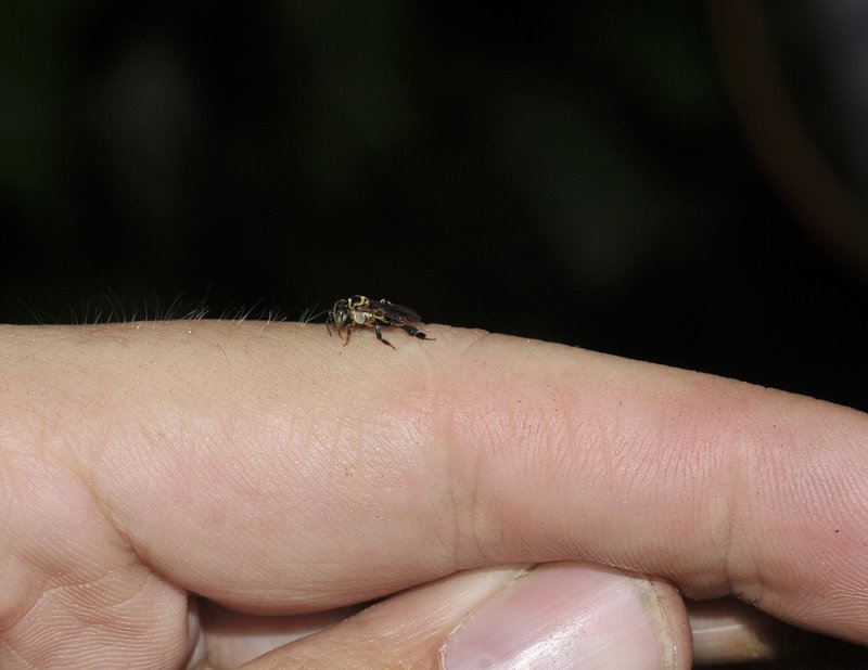 Trigonid bee.