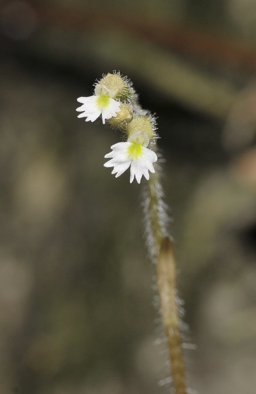 Cheirostylis goldschmidtiana. Close-up.