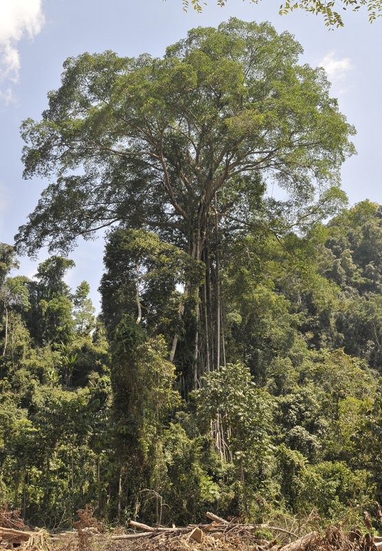 Giant fig tree.