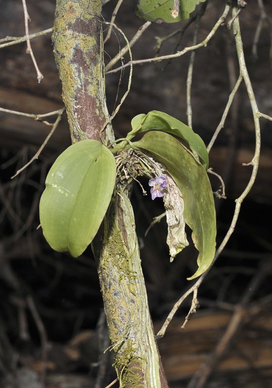 Phalaenopsis appendiculata. With flower.