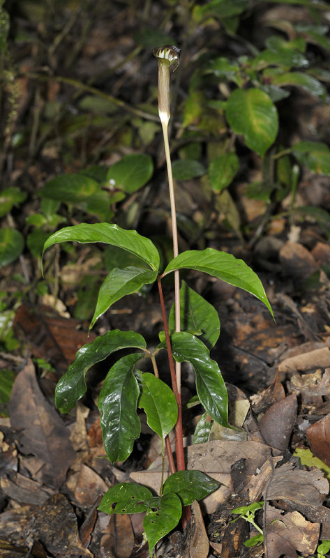 Arisaema brinchangense