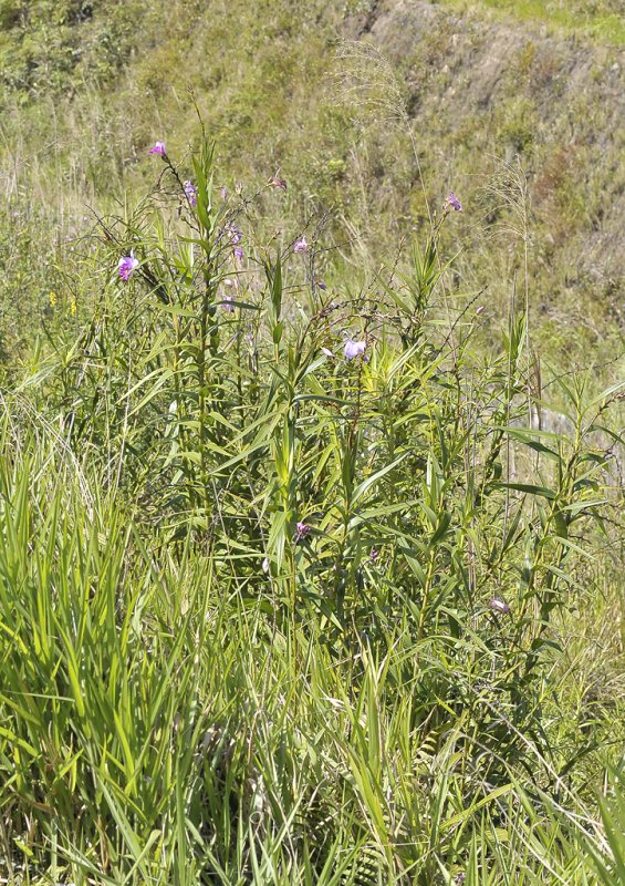 Arundina graminifolia.