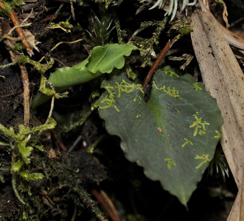  Corybas spec. foliage.